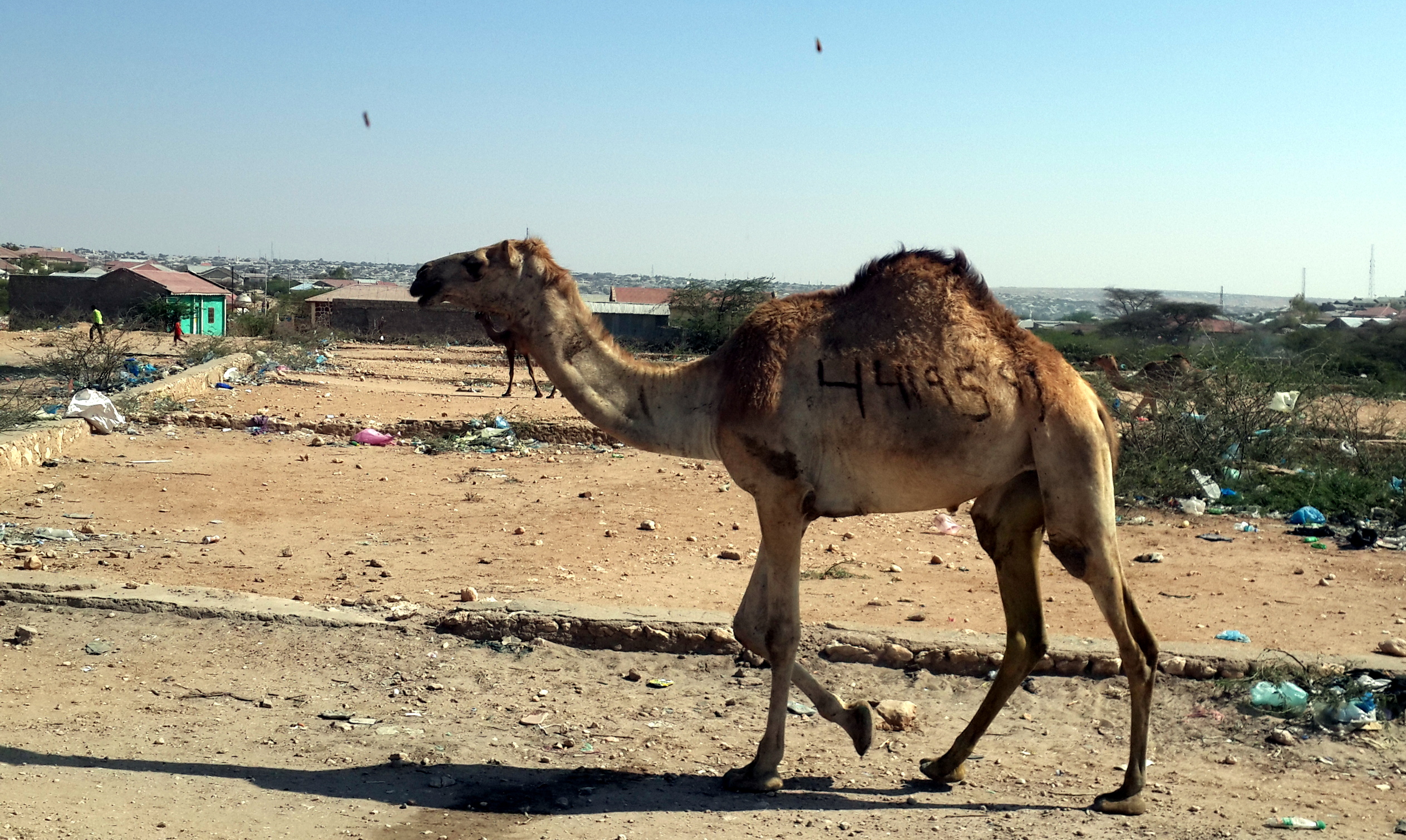 camel in Hargeisa