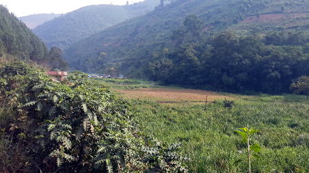 Kabale fields