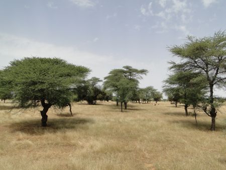 Sahel grasslands