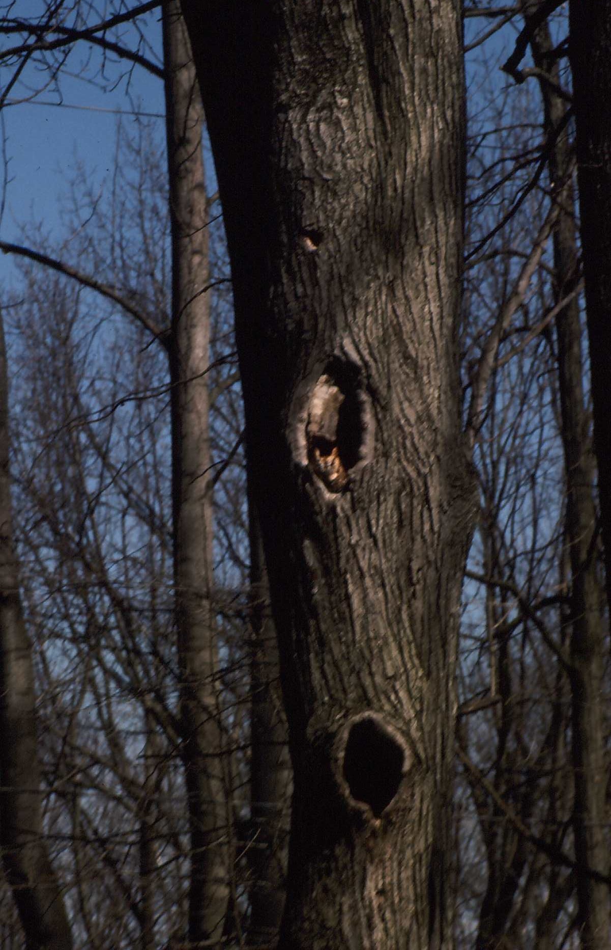screetch owl in tree