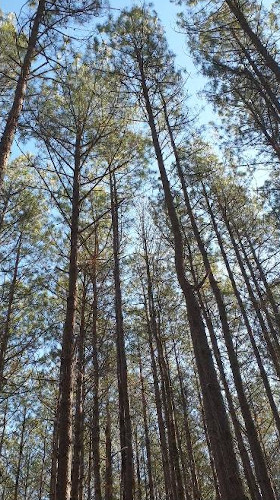 loblolly forest