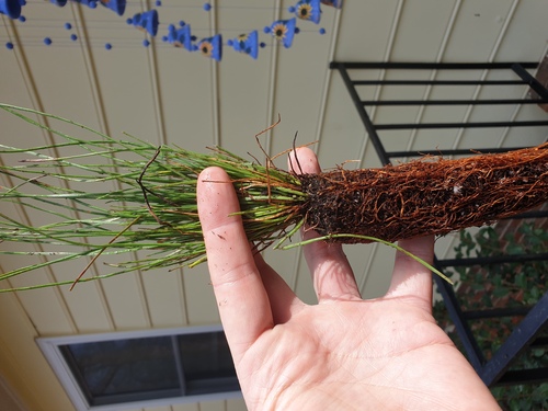 Longleaf Pine seedling