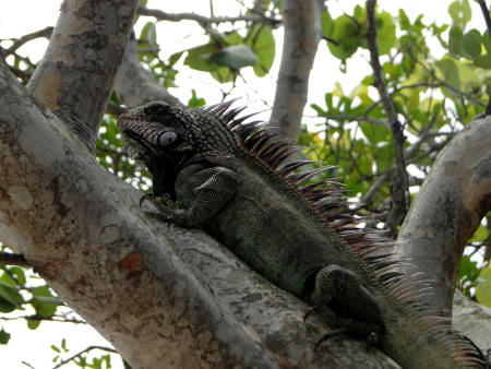 iguana, Saint Thomas